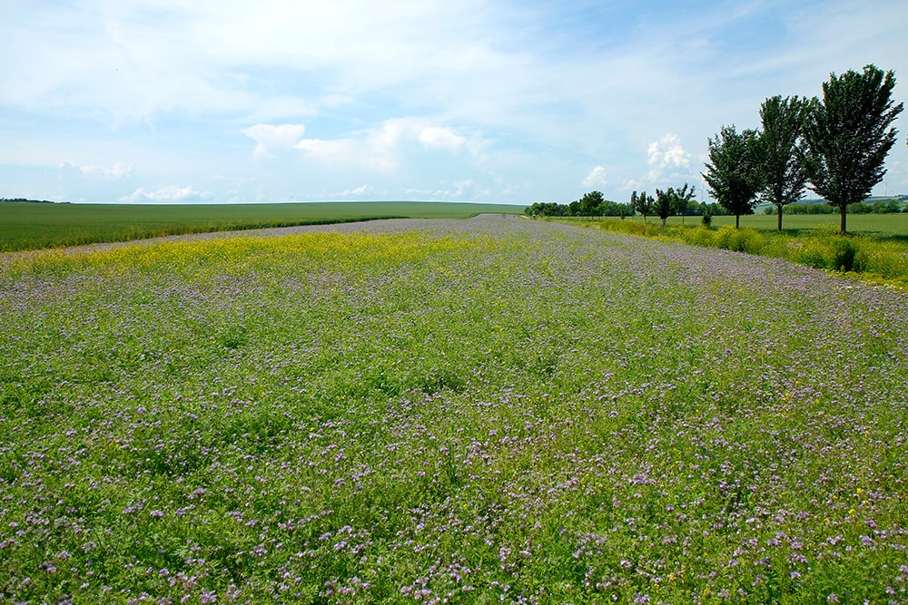 400 Hektar Ökologische Vorrangflächen / KULAP / Naturschutzflächen angelegt